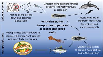 Spatial patterns of microparticle ingestion by myctophids near a major river mouth in the northeast Pacific Ocean